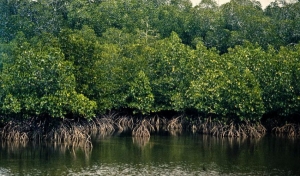 Private Tour: Mangroves