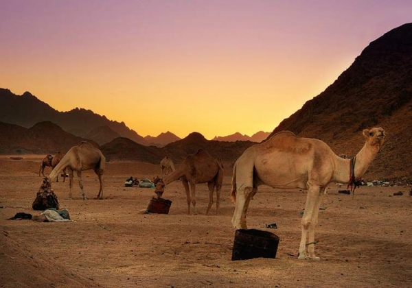 Camel Safari with Optional Bedouin Dinner