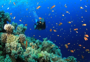 Giftun Island Snorkeling Trip from Hurghada