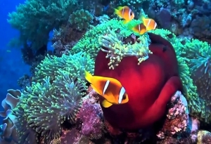 Tiran Island Cruise and Snorkeling