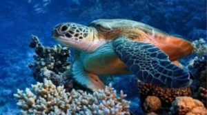 Red Sea