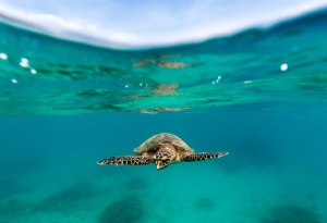 Scuba Diving from the Shore in Sharm el Sheikh