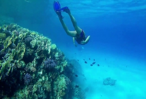 Red Sea Snorkeling