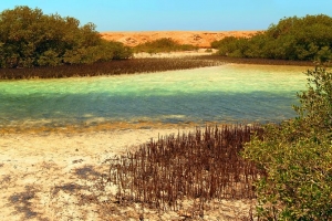 Private Tour: Mangroves