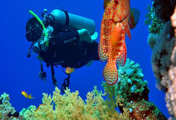 Introduction to Scuba Diving in Sharm el Sheikh